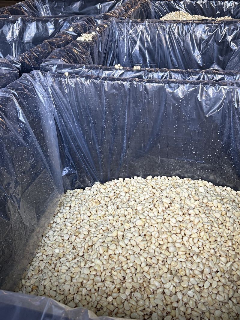 Salted Garlic Cloves suppliers Salted Garlic Cloves suppliers